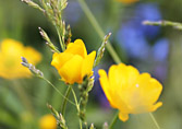 Butterblume