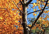 Herbst