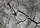 Holz