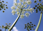 Kerbel