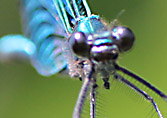 Libelle