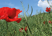 Mohn